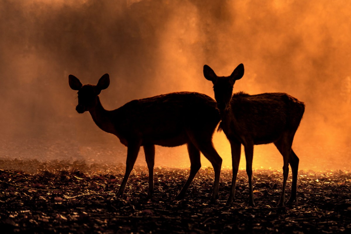 a899c22b7665293c0961f218f8e5df9a_1759496